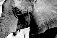 Elephant 2
