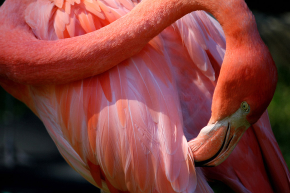 Flamingo 2