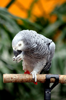 Congo African Gray Parrot