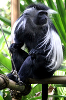 Colobus Monkey