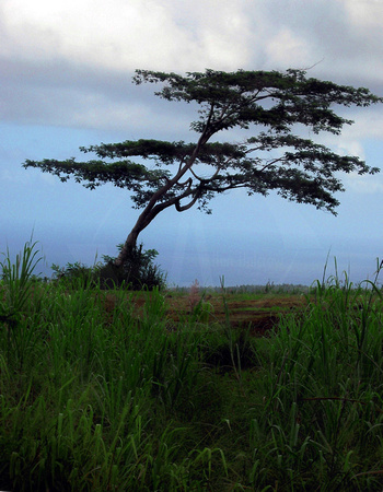 Akaka Tree