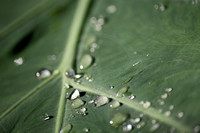 After the Rain