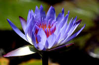 Blue Water Lily