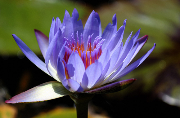 Blue Water Lily