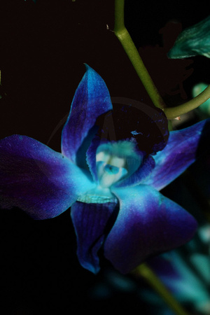 Blue Orchid
