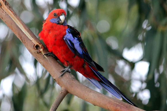 Crimson Rosella Parrot
