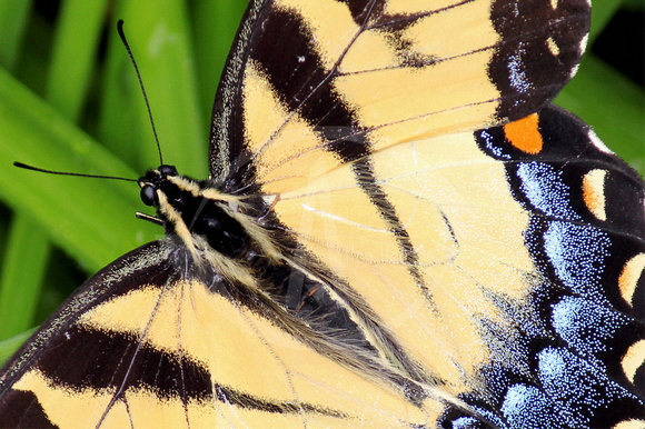 Eastern Tiger Swallowtail
