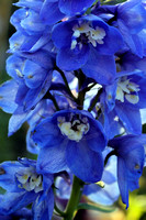 Blue Flowers