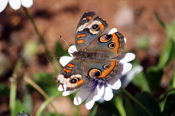 Buckeye Butterfly