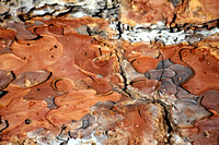 Bark