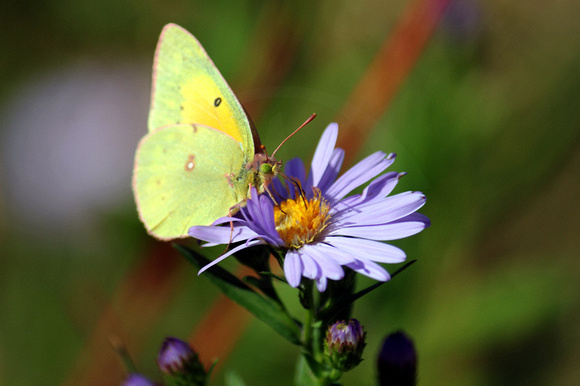 Clouded Yellow Butterfly