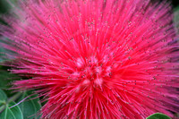 Bottlebrush