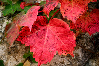 Autumn 2