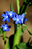 Blue Flowers 2