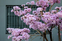 Blossom Tree