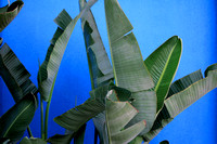 Blue Wall