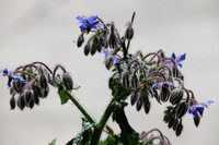 Blue Flowers