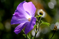 Blue Hibiscus