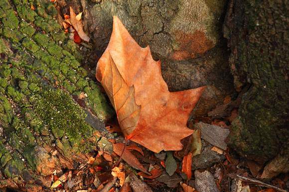 Autumn